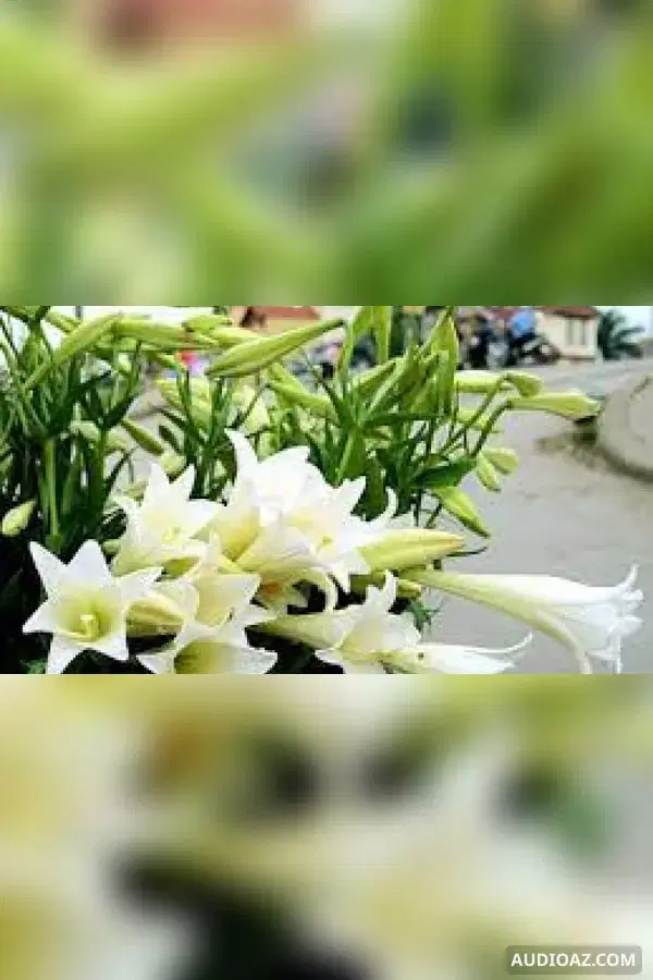 Sự tích Hoa Huệ tây (Hoa Loa kèn) - Бесплатная аудиокнига