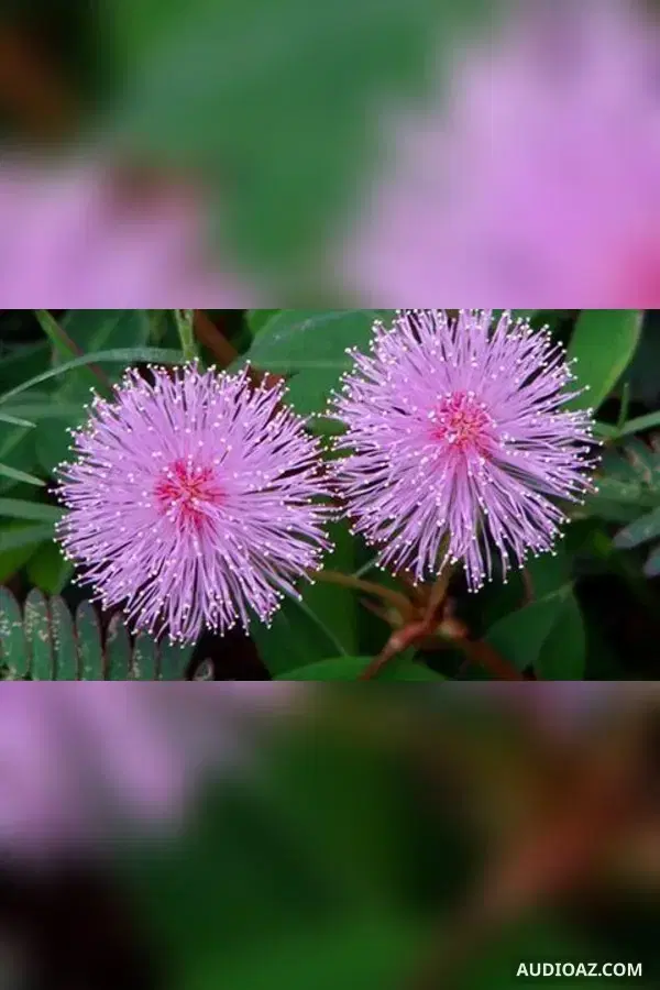 Sự tích hoa Trinh nữ