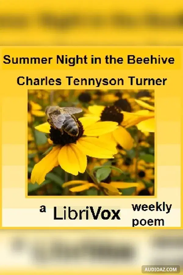 Summer Night in the Beehive