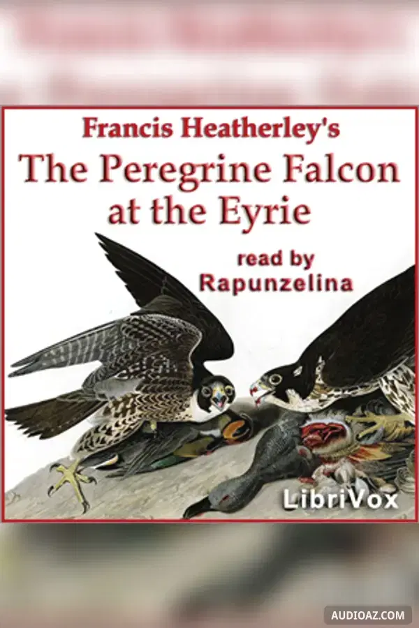 The Peregrine Falcon at the Eyrie