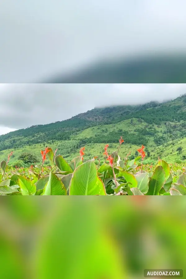 Đám cưới hoa dong riềng - Бесплатная аудиокнига