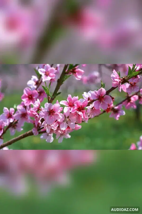 Lời hứa mùa xuân (Tác giả: Trần Quỳnh Nga)