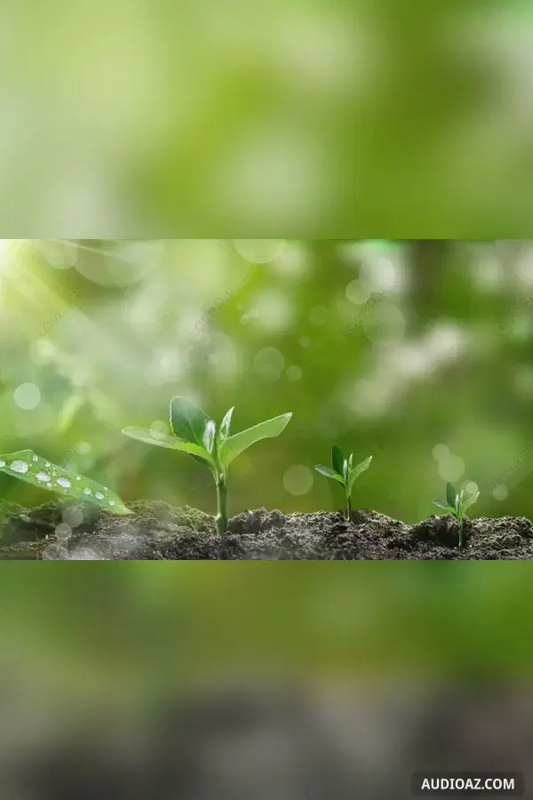 Mầm cây