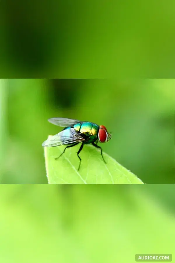 Người bắt ruồi tài nhất quả đất
