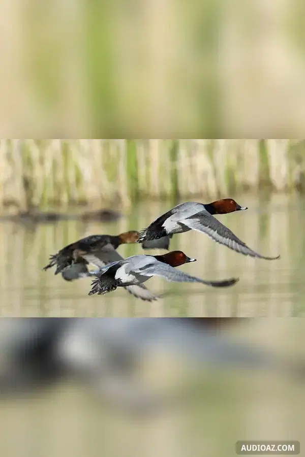 Vịt trời lông tía bay về
