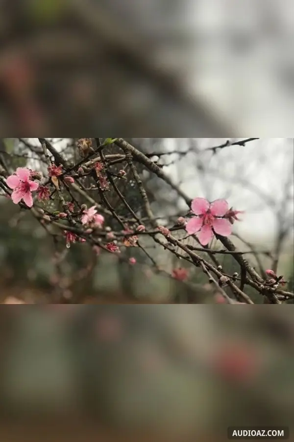 Vườn đào chốn biên cương