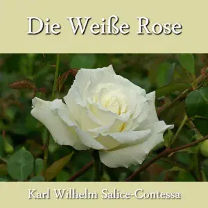 Weiße Rose