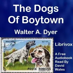 The Dogs Of Boytown