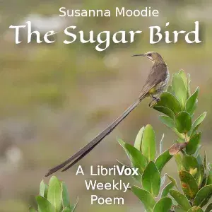 The Sugar Bird