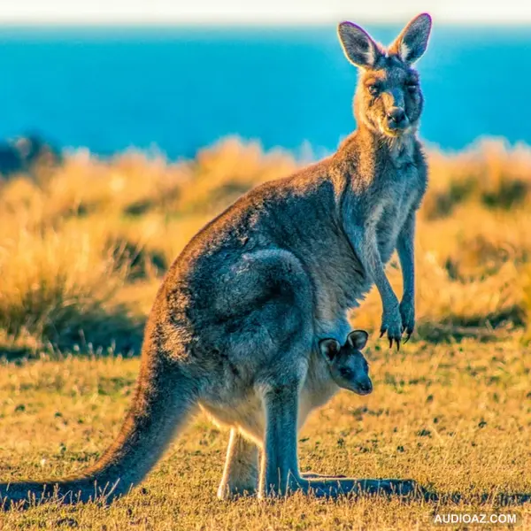 VIỆT KIỀU ÚC SƯỚNG HAY KHỔ? | Limitless | Quan điểm