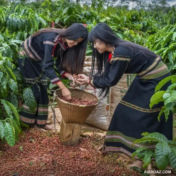 ĐẮK LẮK cùng nền kinh tế đặc biệt RỪNG VÀNG BIỂN BẠC | IamSuSu