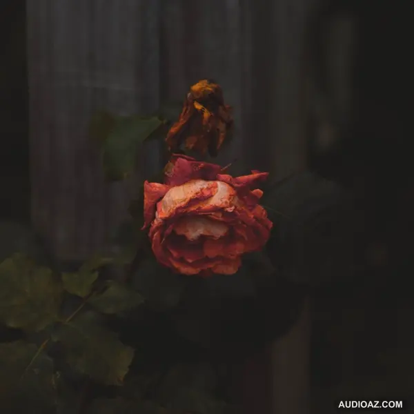 Vẻ đẹp của cái chết. | Nhện Tâm Sự | Limitless | SPIDERUM