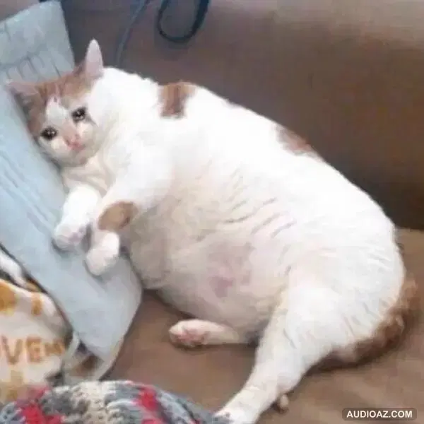 Mèo mà cũng bị "KHỦNG HOẢNG HIỆN SINH"? | Truê | SPIDERUM