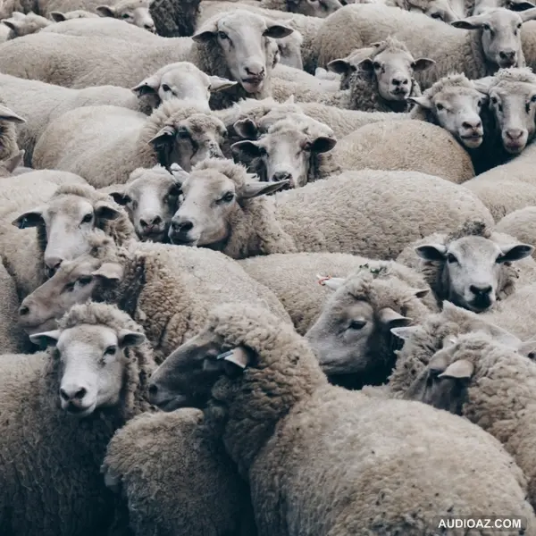 'Hiệu ứng bầy đàn': Liệu bạn có phải MỘT CON CỪU? | Mạnh Chung | Quan Điểm