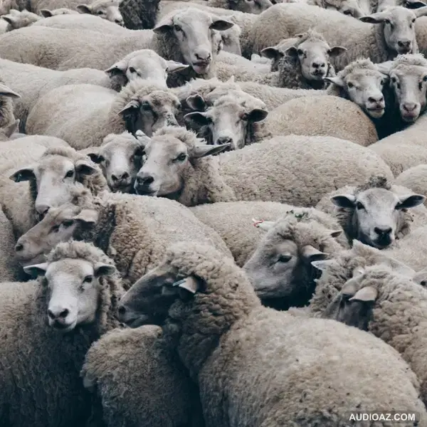 'Hiệu ứng bầy đàn': Liệu bạn có phải MỘT CON CỪU? | Mạnh Chung | Quan Điểm